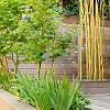 Bambus în design peisagistic